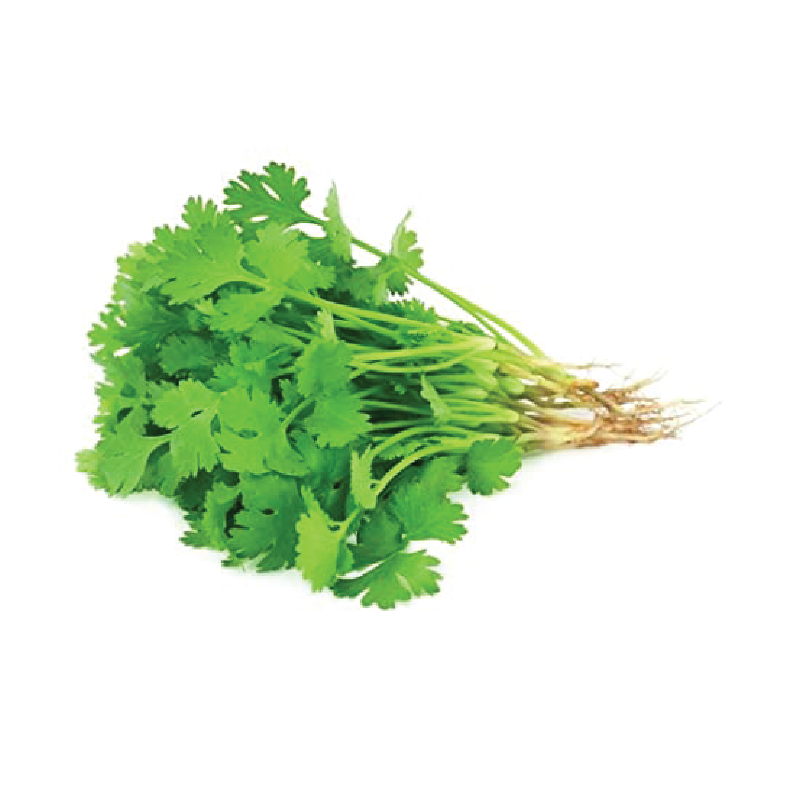 Cilantro Verdura