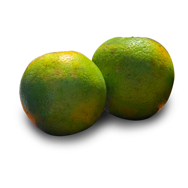 NARANJA CRIOLLA