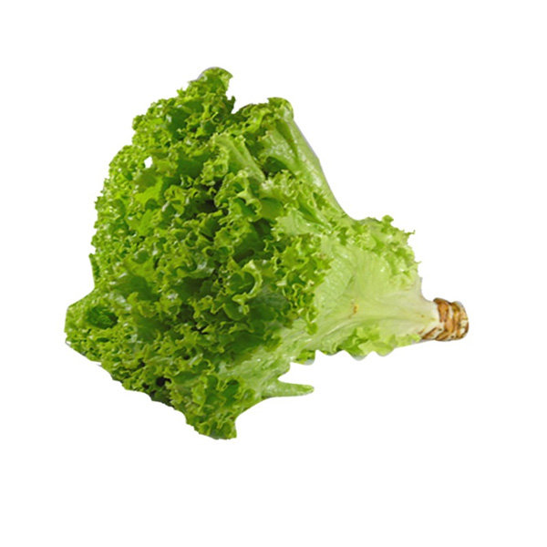 LECHUGA CRESPA