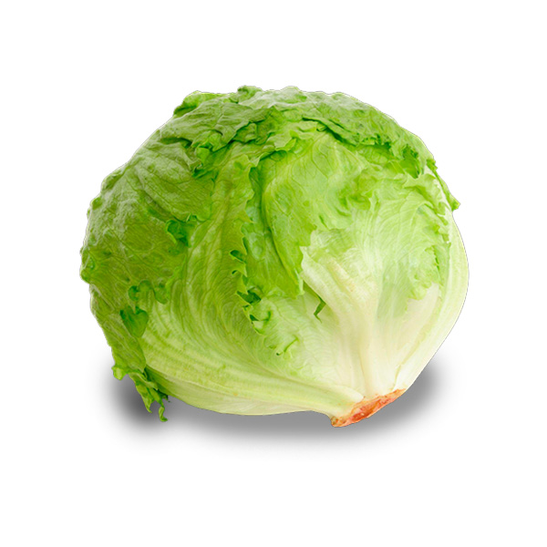 LECHUGA REPOLLO